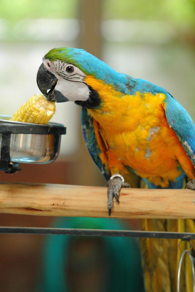 guacamayo hermoso pájaro foto