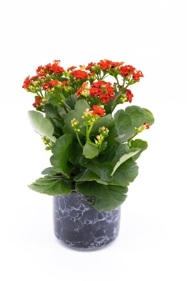 flor roja aislada sobre fondo blanco. flor de kalanchoe en maceta de cerámica. foto