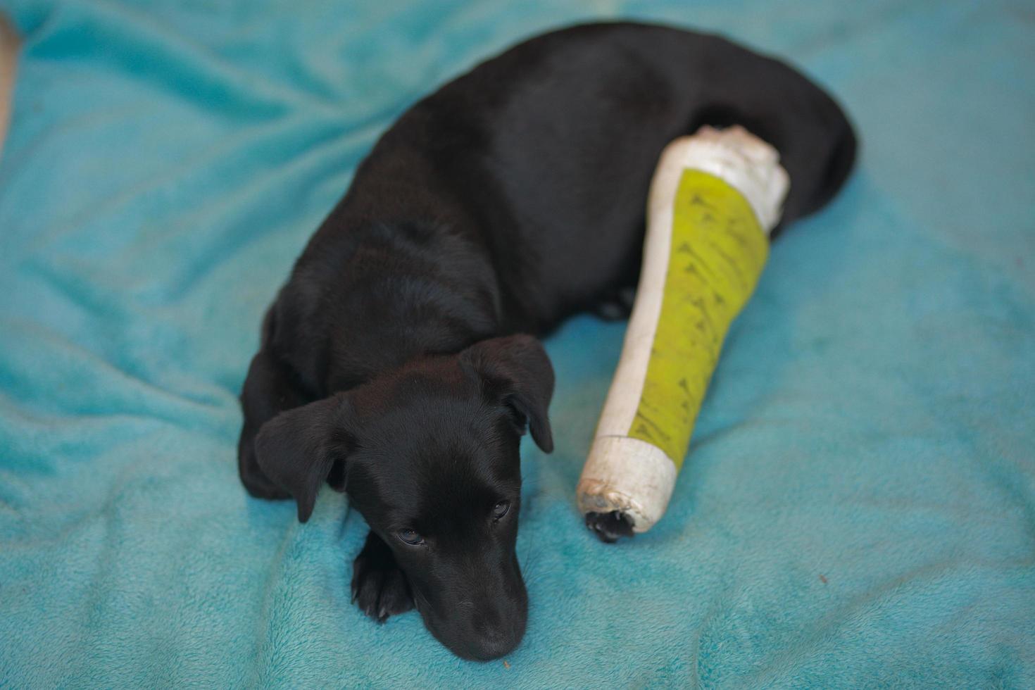 Puppy dog with injured broken bone received first aid treatment with a splintafter color green a visit to the veterinarian hospital. photo