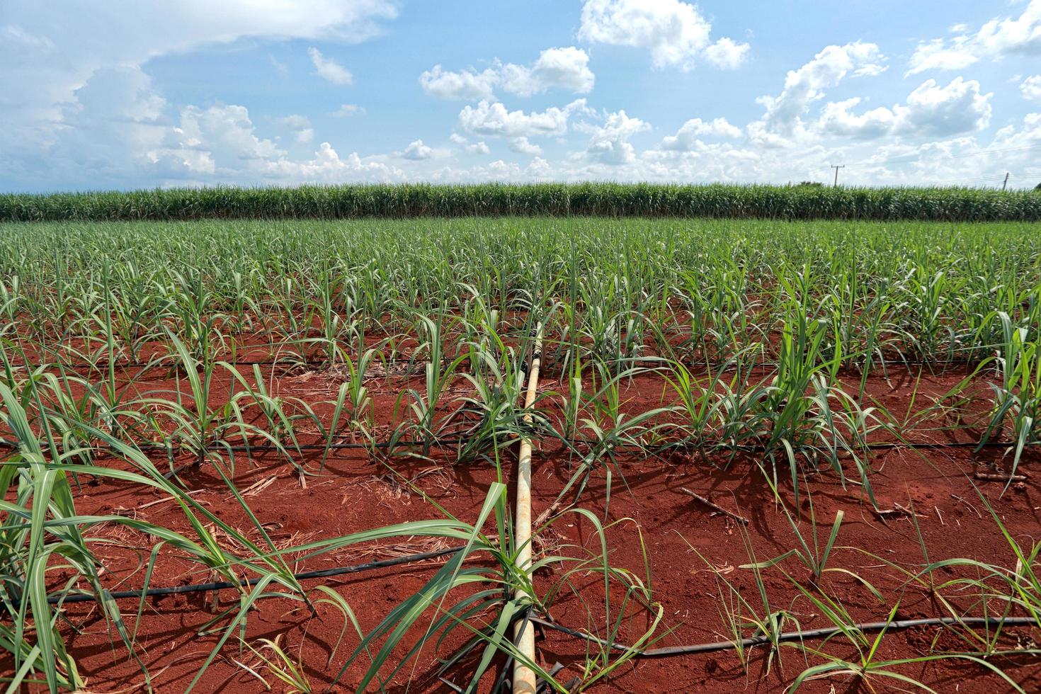 sugarcane field with blue sky photo