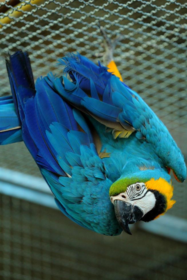 Macaw beautiful bird photo