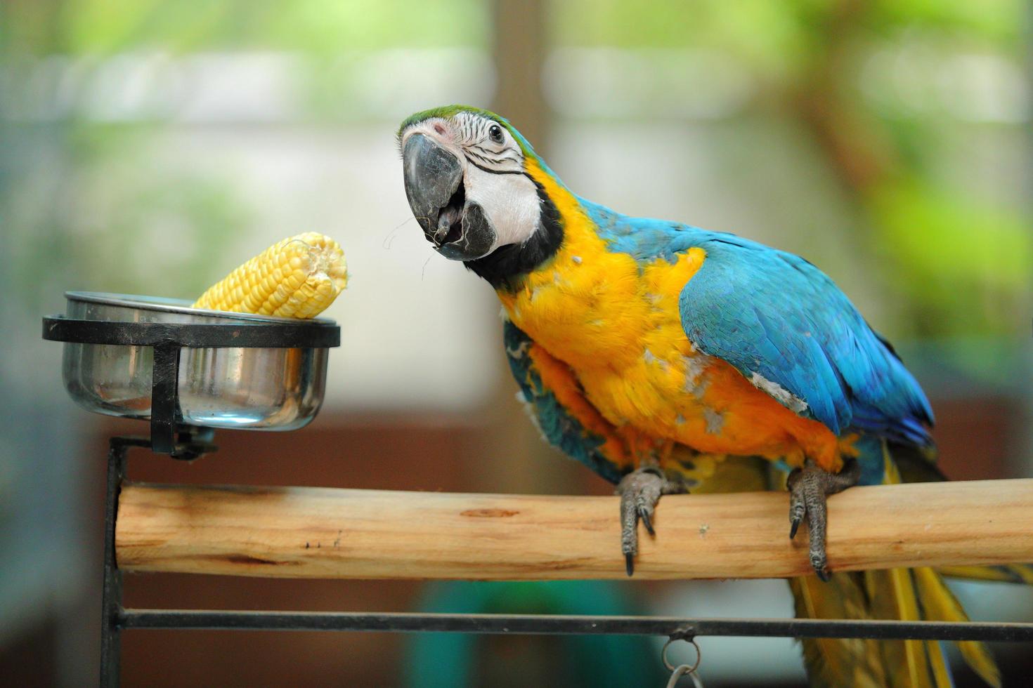 Macaw beautiful bird photo