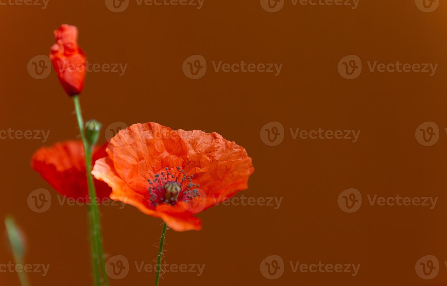 Bouquet of red poppies flowers on dark red background. Wild flowers. Close up photo. High quality photo
