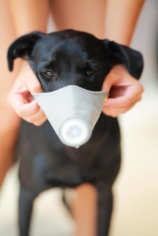 Dog wearing safety especially a mask to protect  dust Pm 2.5 and Corona virus, covid 19  on cute black dog. Concept covid-19 coronavirus pandemic and prevent pets you love. photo