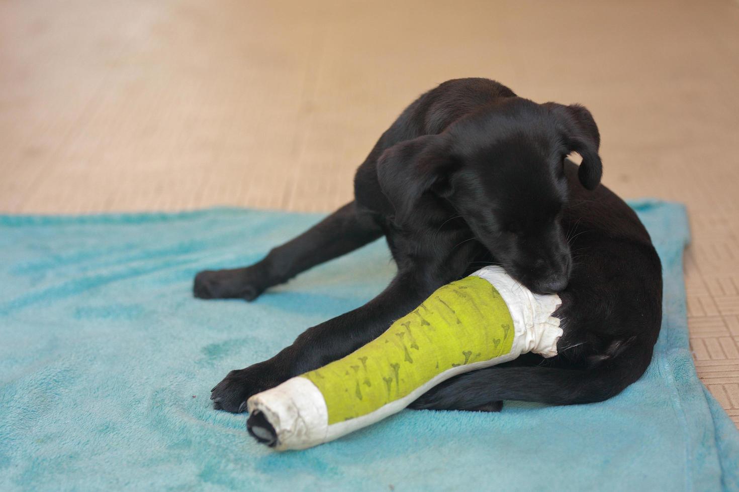cachorro con hueso roto lesionado recibió tratamiento de primeros auxilios con una férula de color verde después de una visita al hospital veterinario. foto