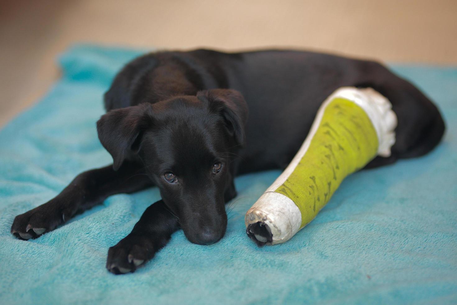 cachorro con hueso roto lesionado recibió tratamiento de primeros auxilios con una férula de color verde después de una visita al hospital veterinario. foto