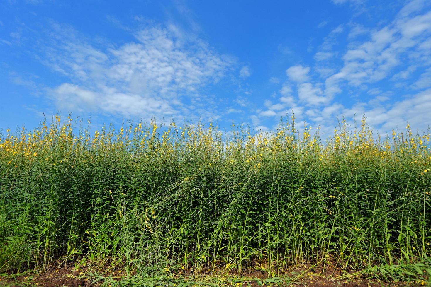 Crotalaria plants in the legume commonly grown as a green manure. And used as cattle feed, as well as to the beauty of a tourist attraction. photo