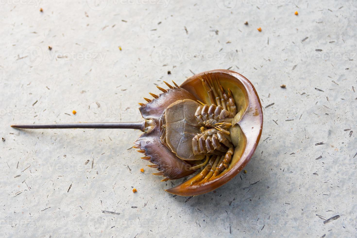 Horseshoe crab gray in background photo
