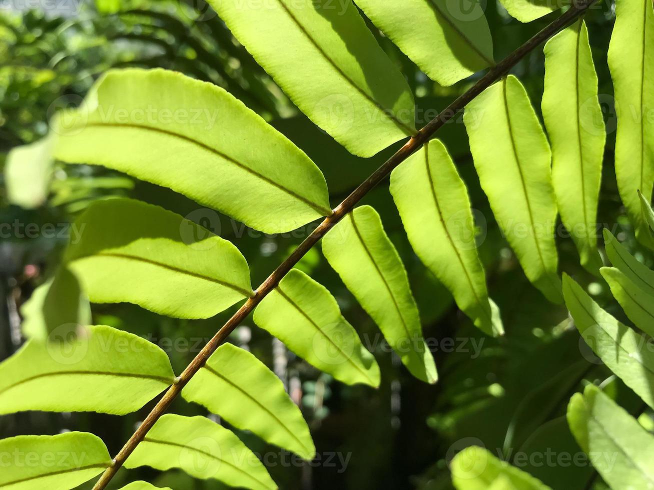 Fern leaf in garden shades and shadows in background, close up concept photo