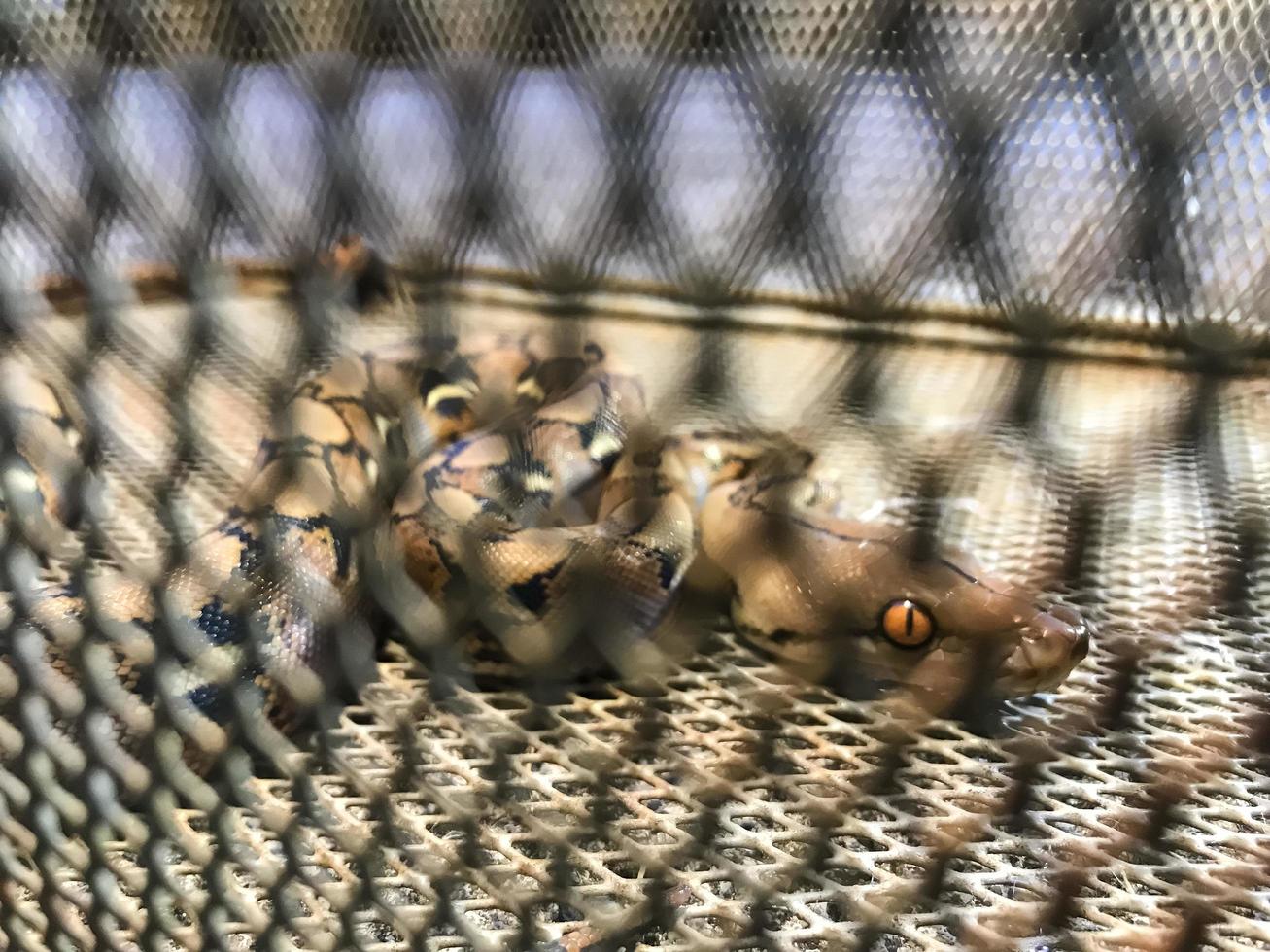 Snake python in steel cage, Close up eye concept. photo