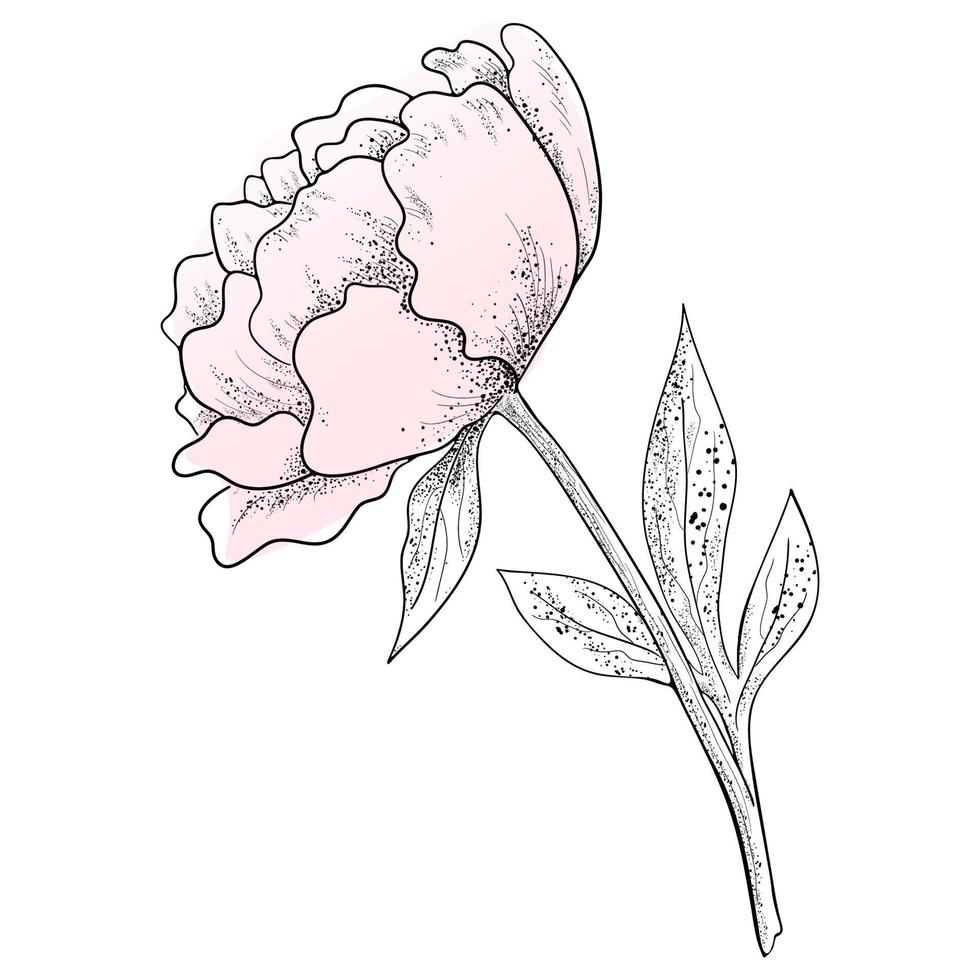 A Peony Flower Drawn with A Line on a White Background. vector