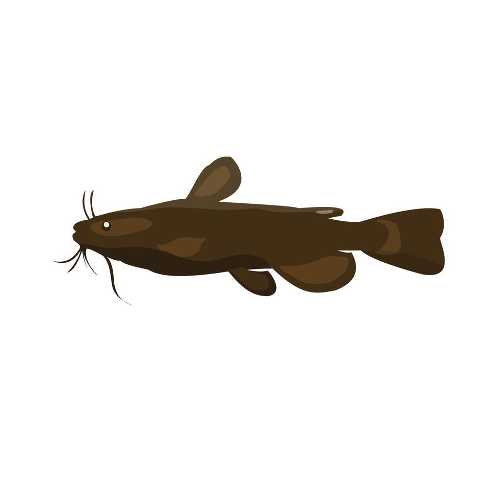 Catfish vector illustration on white background, wild animal.