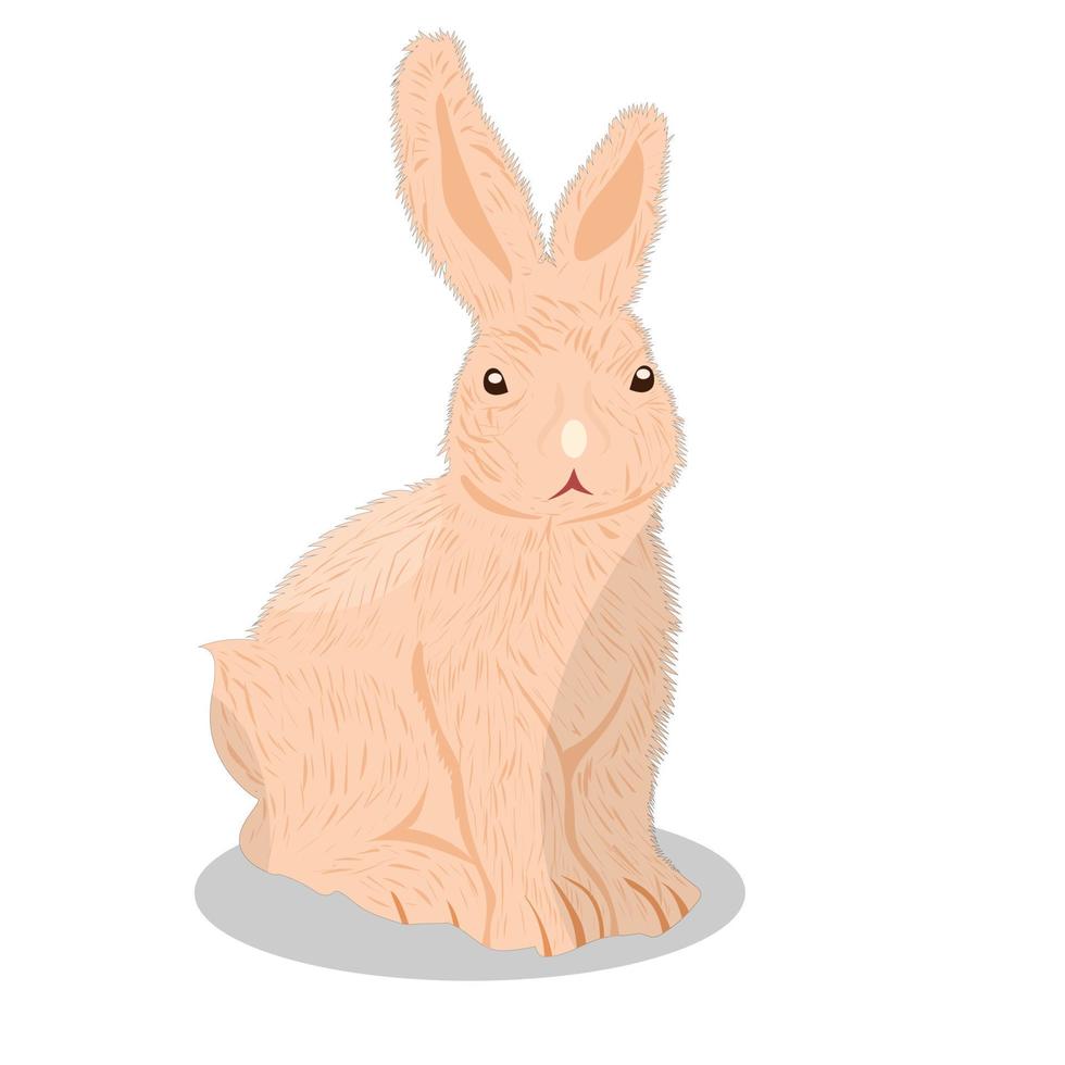 Cute Rabbit animal vector illustration on white background, wild animal.