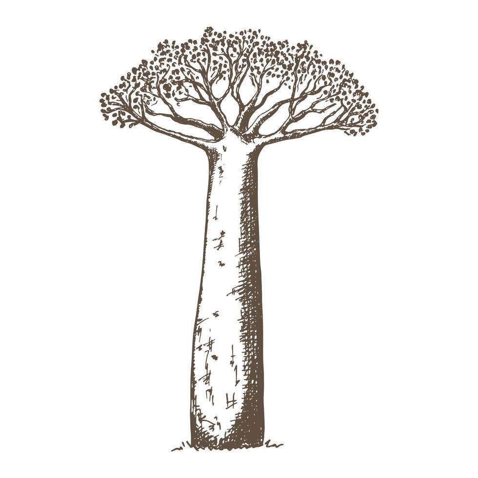 Baobab tree illustration hand drawn in sketch style. African tree vector