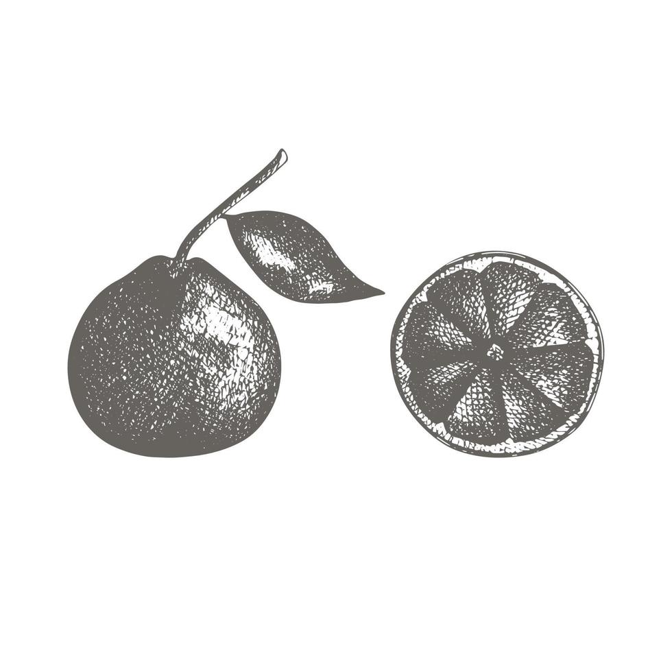 Hand drawn sketch style tangerine. Whole and slice citrus illustration vector