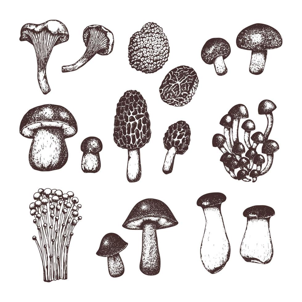 Set of different hand drawn sketch style mushrooms. Black and white illustration of food. Design for menu, label, packaging vector