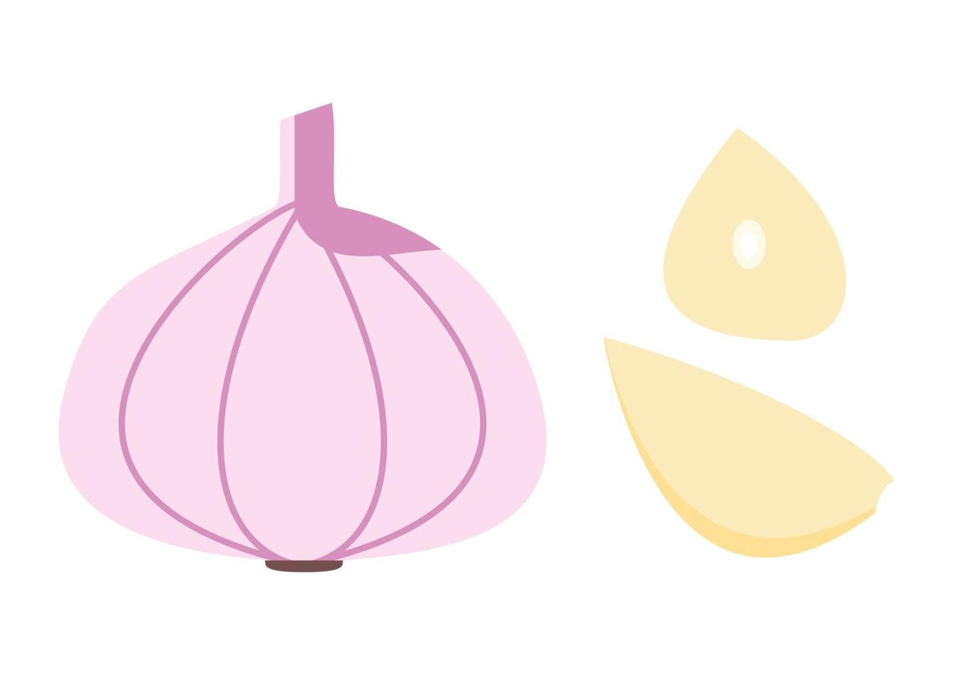 Garlic Head and Garlic Clove Slice vector