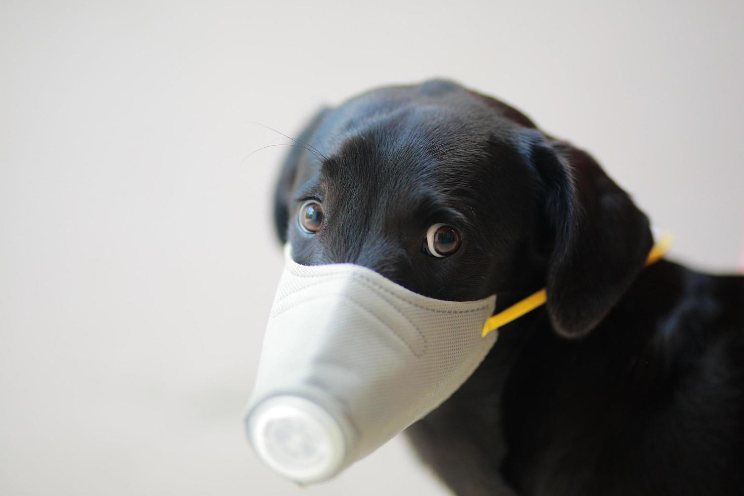 Dog wearing safety especially a mask to protect  dust Pm 2.5 and Corona virus, covid 19  on cute black dog. Concept covid-19 coronavirus pandemic and prevent pets you love. photo