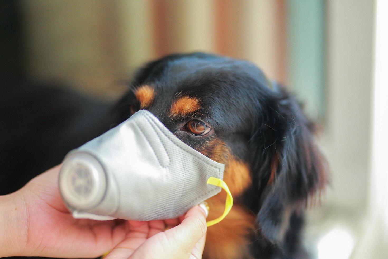 Dog wearing safety especially a mask to protect  dust Pm 2.5 and Corona virus, covid 19  on cute black dog. Concept covid-19 coronavirus pandemic and prevent pets you love. photo