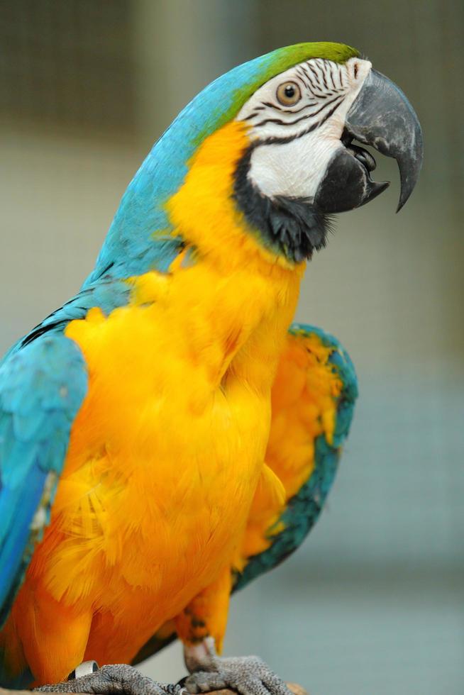 guacamayo hermoso pájaro foto