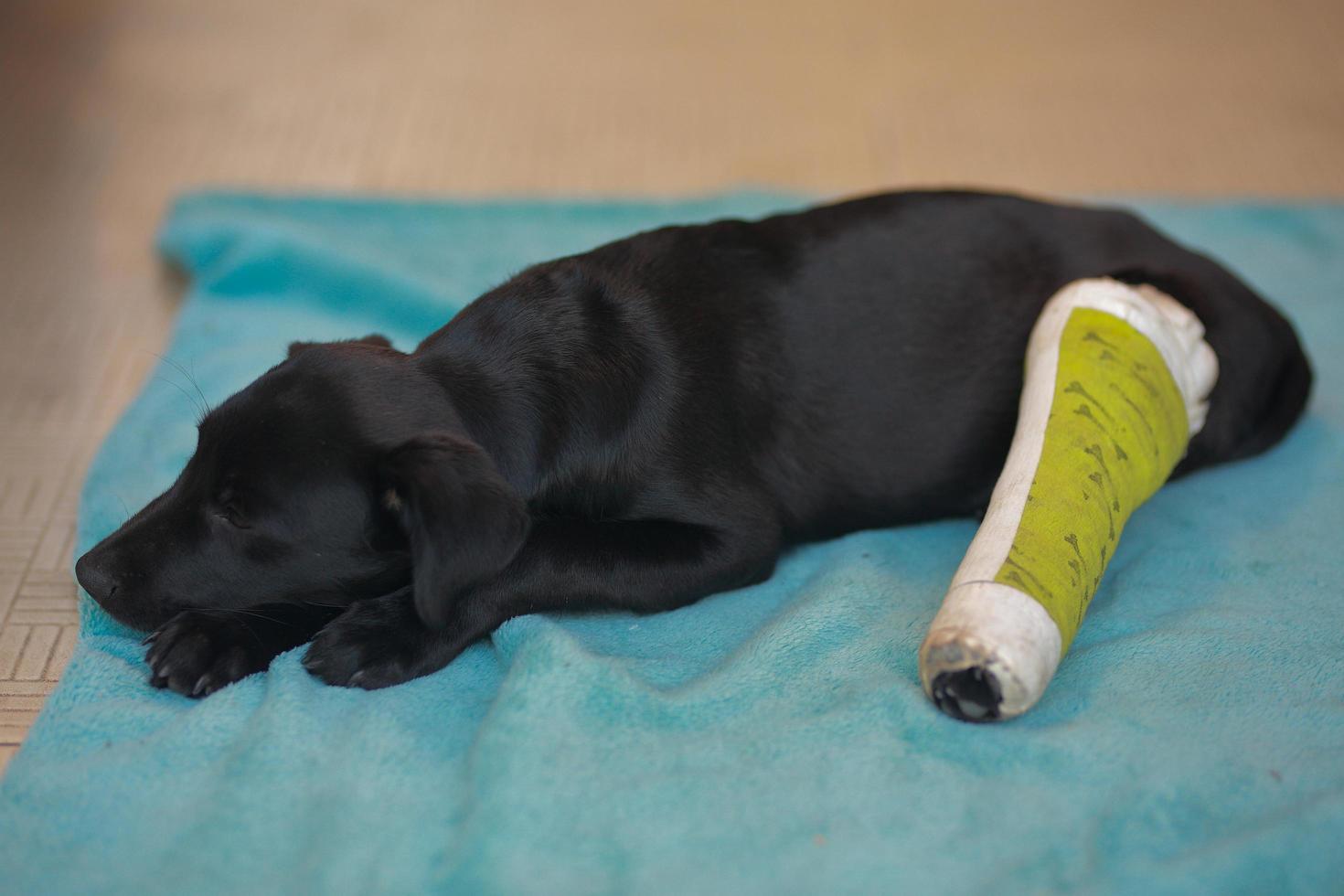 Puppy dog with injured broken bone received first aid treatment with a splintafter color green a visit to the veterinarian hospital. photo