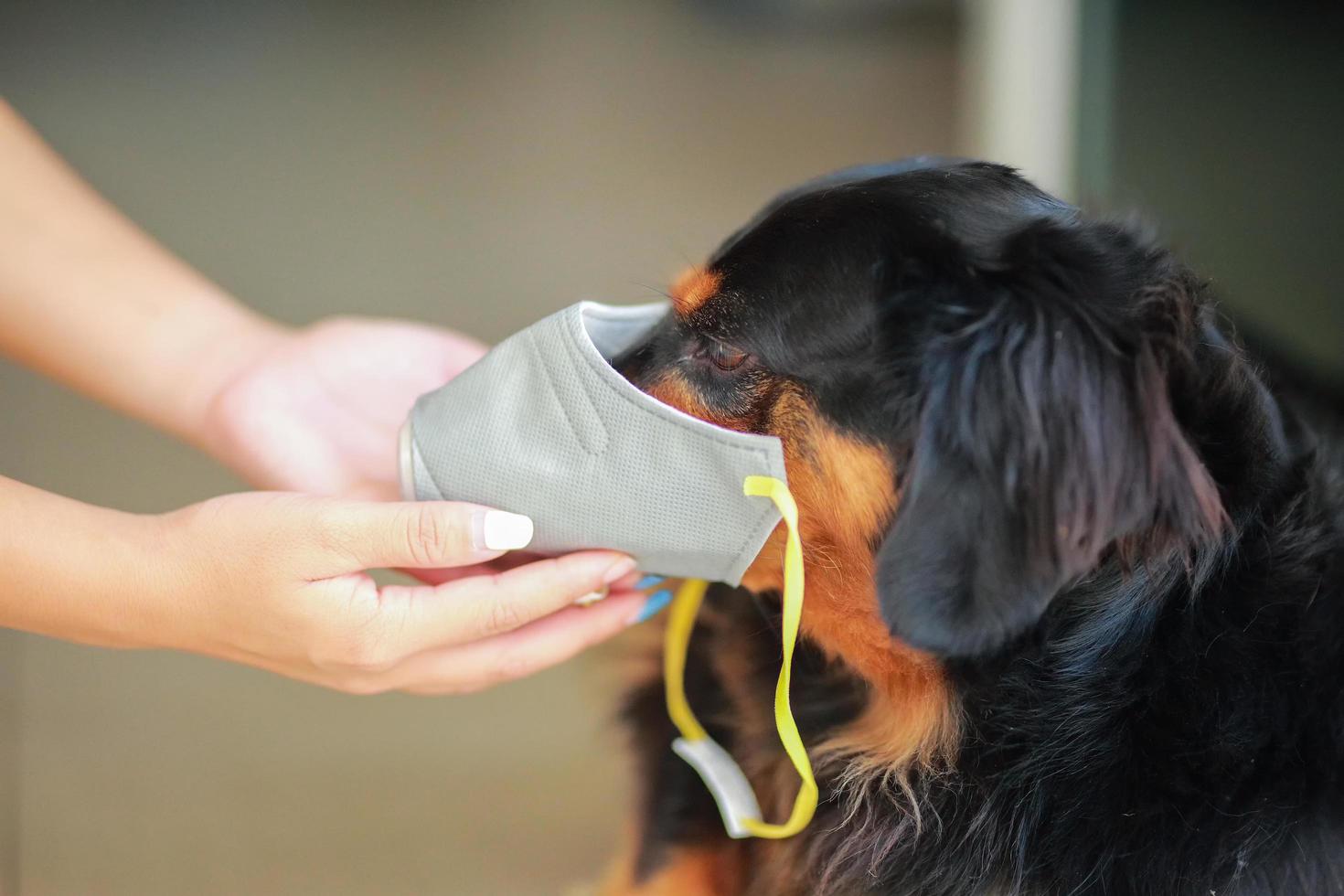 Dog wearing safety especially a mask to protect  dust Pm 2.5 and Corona virus, covid 19  on cute black dog. Concept covid-19 coronavirus pandemic and prevent pets you love. photo