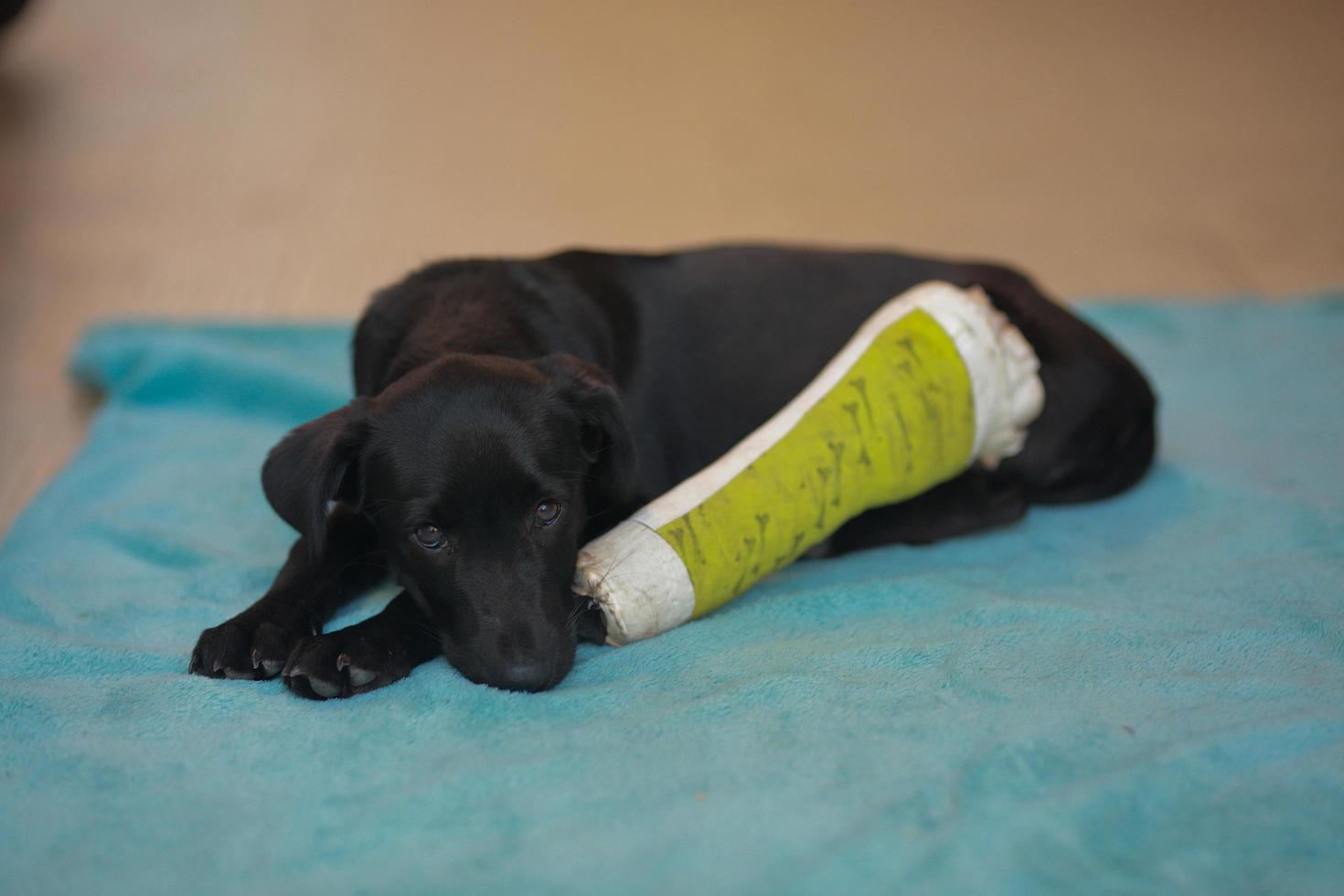 cachorro con hueso roto lesionado recibió tratamiento de primeros auxilios con una férula de color verde después de una visita al hospital veterinario. foto