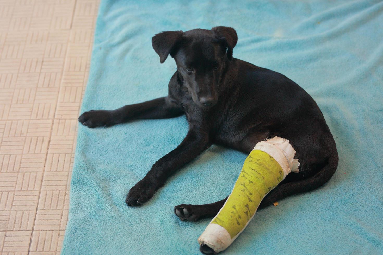 Puppy dog with injured broken bone received first aid treatment with a splintafter color green a visit to the veterinarian hospital. photo