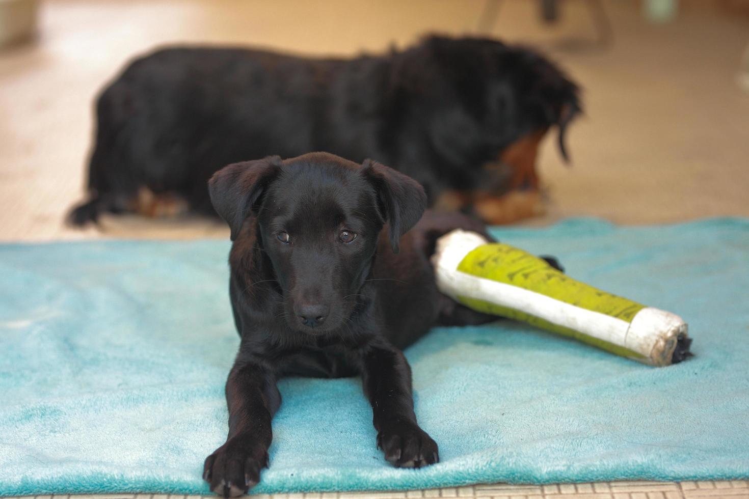 cachorro con hueso roto lesionado recibió tratamiento de primeros auxilios con una férula de color verde después de una visita al hospital veterinario. foto