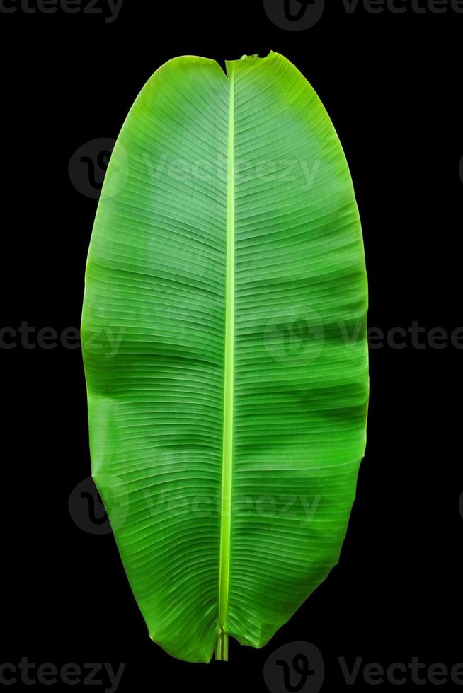 green banana leaf isolate with line pattern. photo