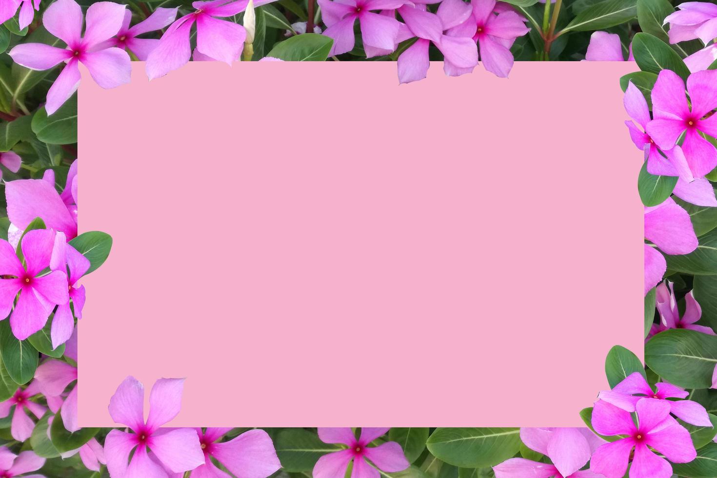 Paper Card Mockup on a Green Leaves,White blank space for text with flowers as backdrop,frame design, West indian periwinkle. photo