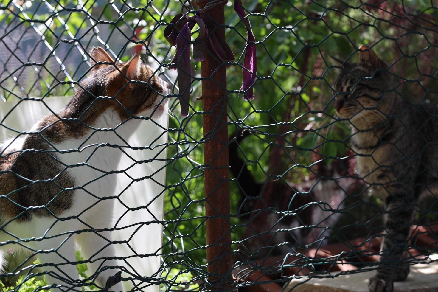 lonely and beautiful stray cats photo