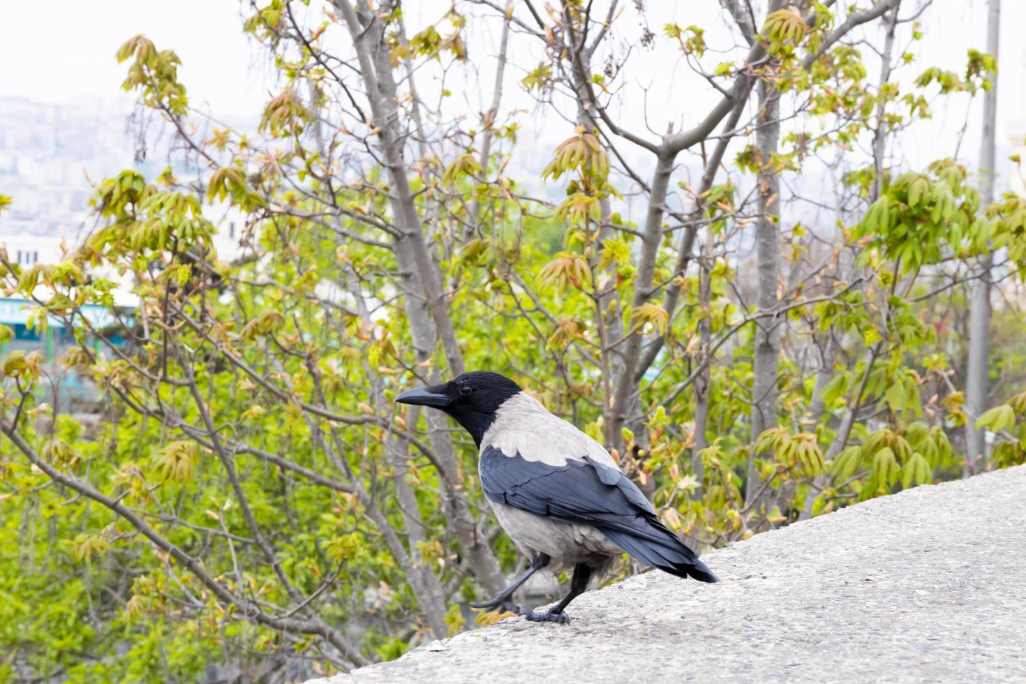 close-up of crow perched on a tree. portrait of crow. photo