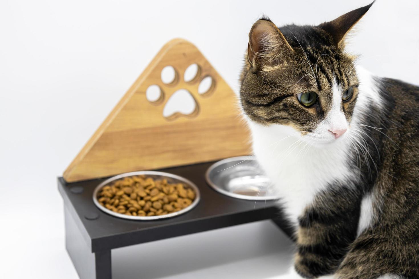 lindo gato atigrado comiendo comida sobre fondo blanco. gato de primer plano foto