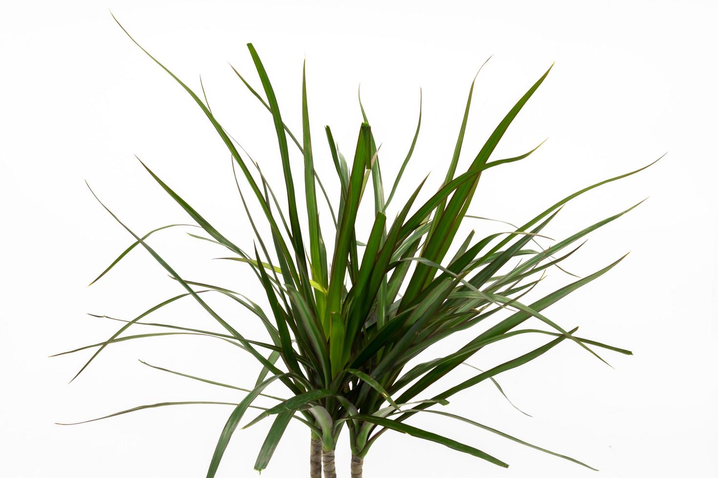 Decorative plant  isolated on white background. Green house tree photo