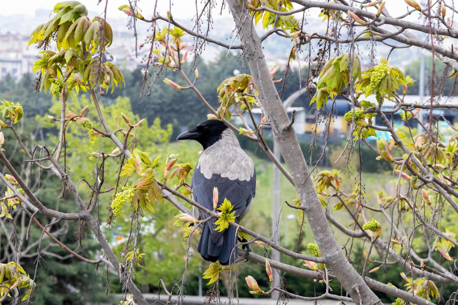 close-up of crow perched on a tree. portrait of crow. photo