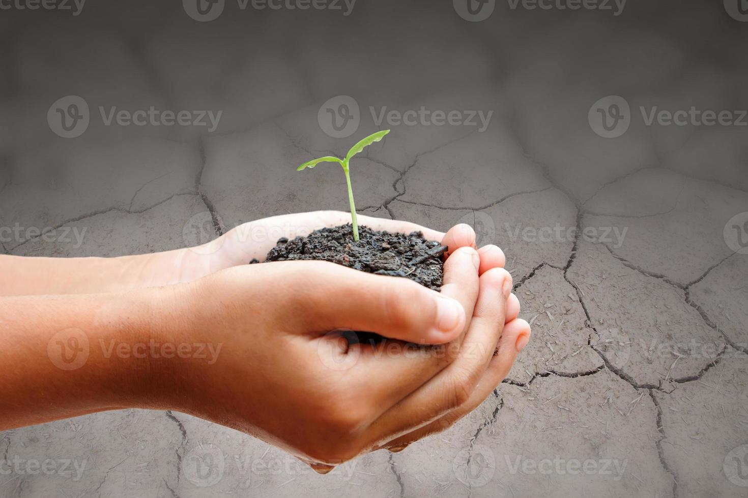 child hands holding soil with sprout on cracked ground photo