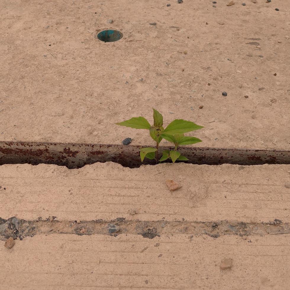 Focus on the green plants growing in the cement trench. photo