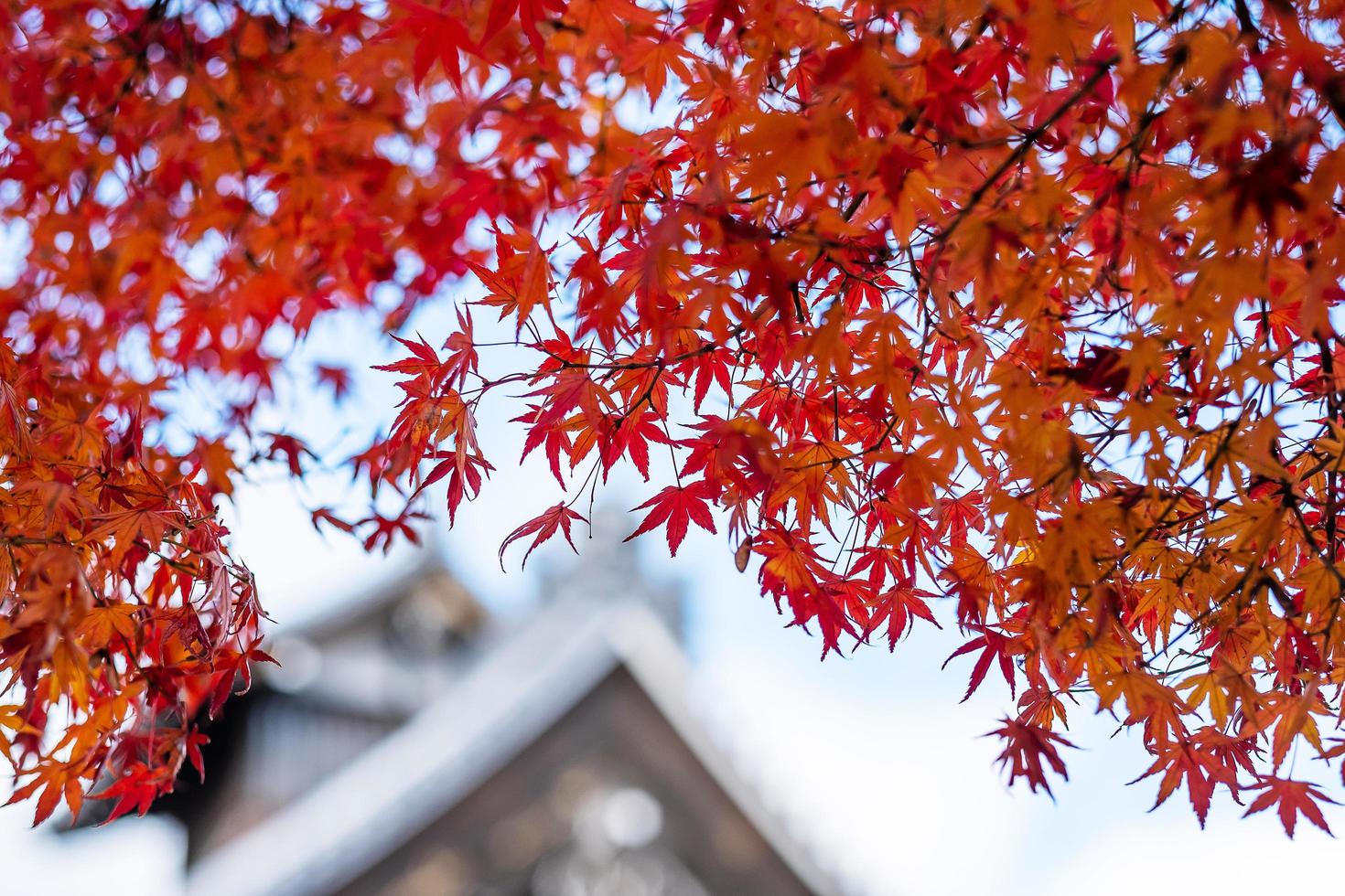 Orange maple leaves inside Tenryuji temple, landmark and popular for tourists attractions in Arashiyama, Kyoto, Japan. Fall Autumn season, Vacation,holiday and Sightseeing concept photo