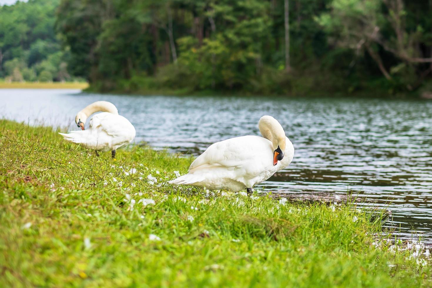 white swans near river and forest, scenic of Pang Oung lake, Mae Hong Son, Thailand. travel and vacation concept photo