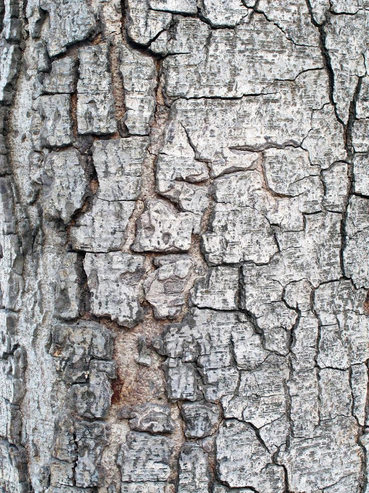 bark surface in close-up. photo