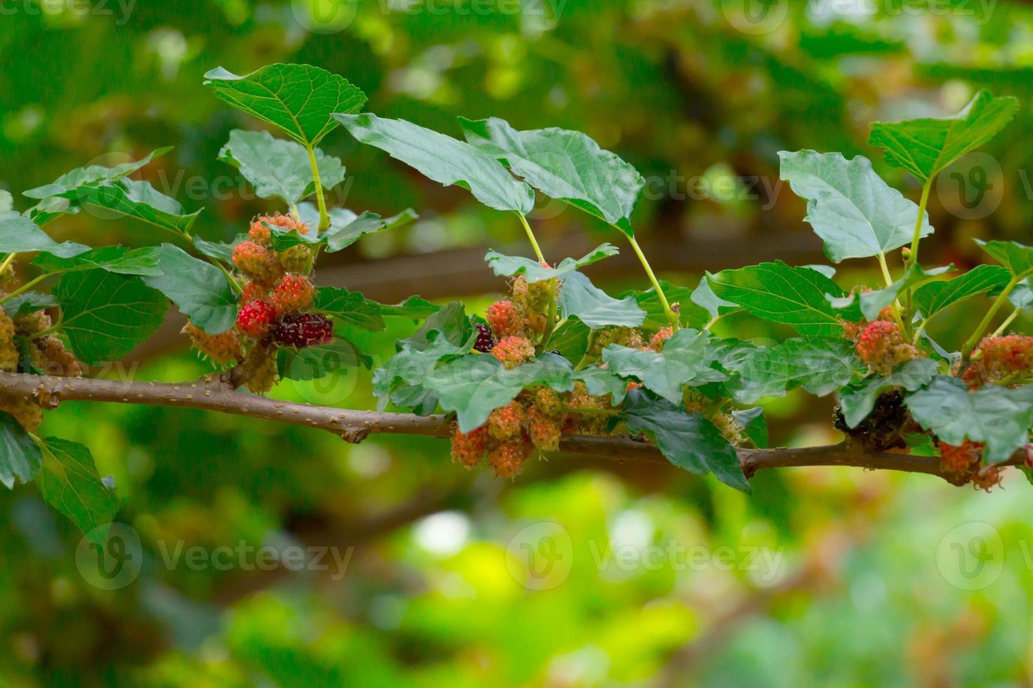 Branch of Mulberry in farm in Close-up. photo