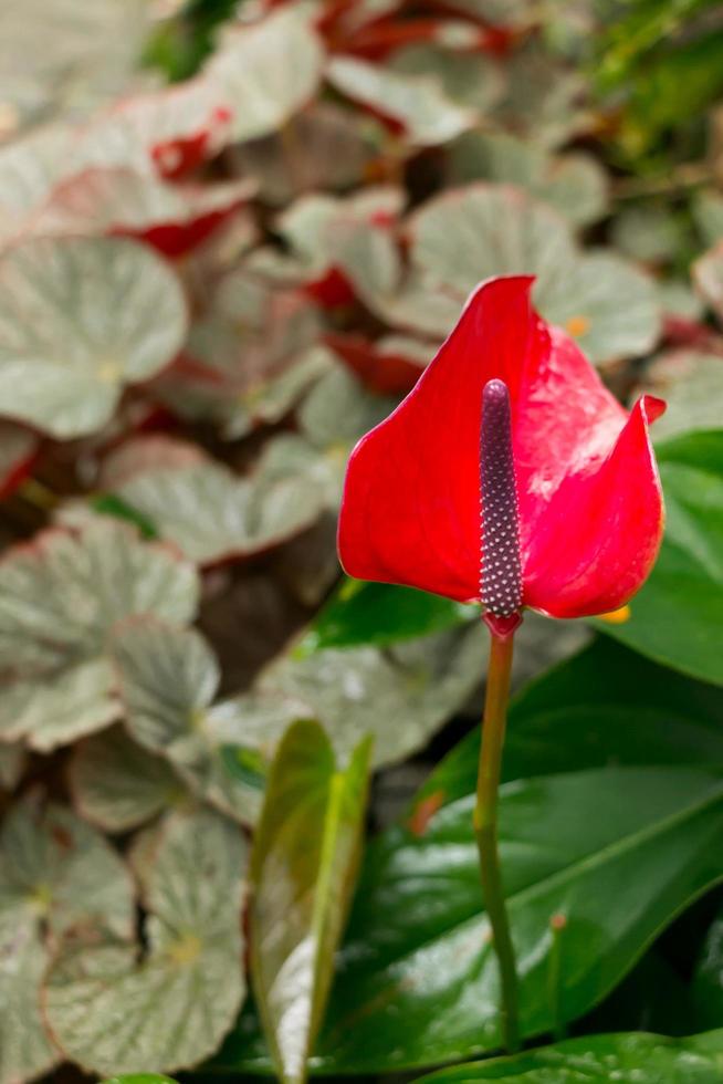 espádice rojo, flor de flamenco o anturio. foto