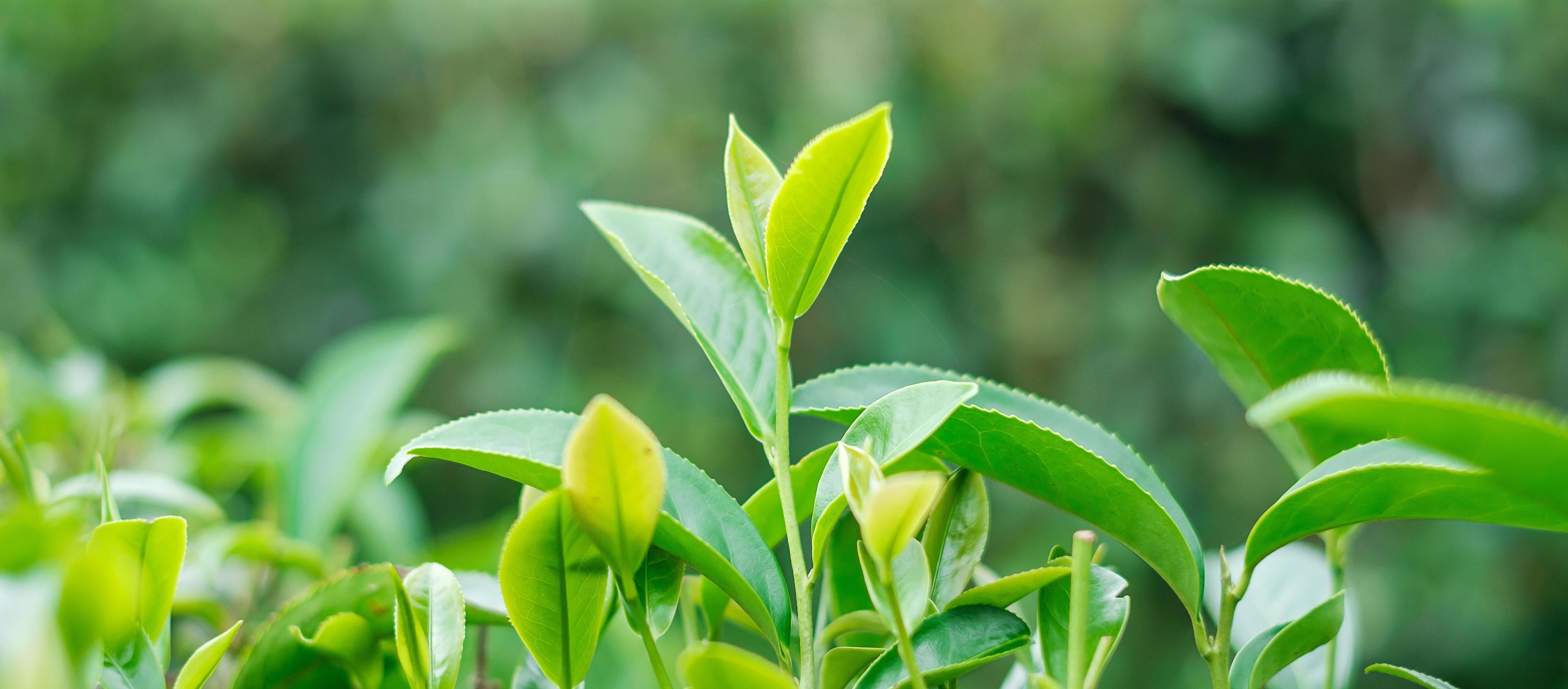 tea leaves at a tea garden hill in the morning. Agriculture and natural