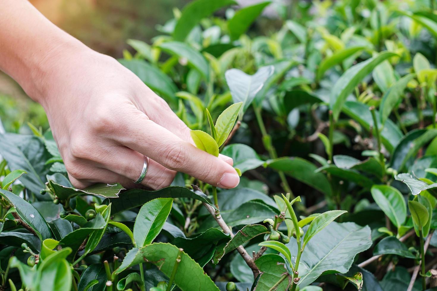 Woman Hand picking up young shoot tea leaves at a tea garden hill in the morning. Agriculture and natural background. photo