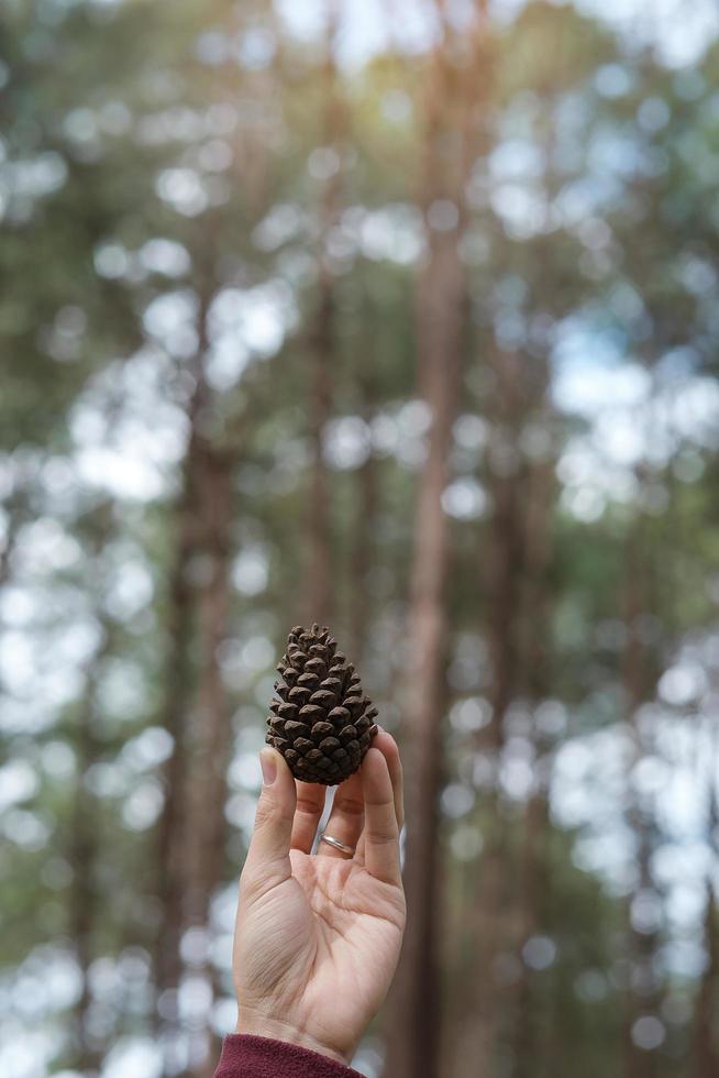 Woman hand holding dry Pine cone seed in the morning sunlight with Bokeh background photo