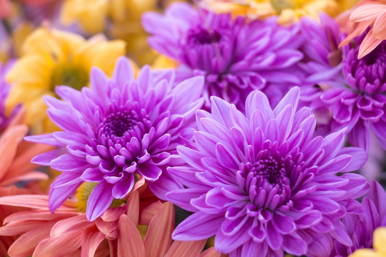 Beautiful purple chrysanthemum flower in close-up. photo