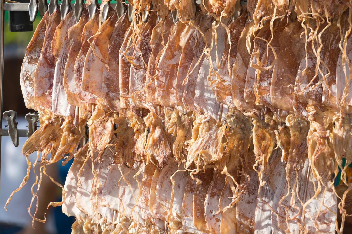 Close-up of dried squid hanging in row. photo