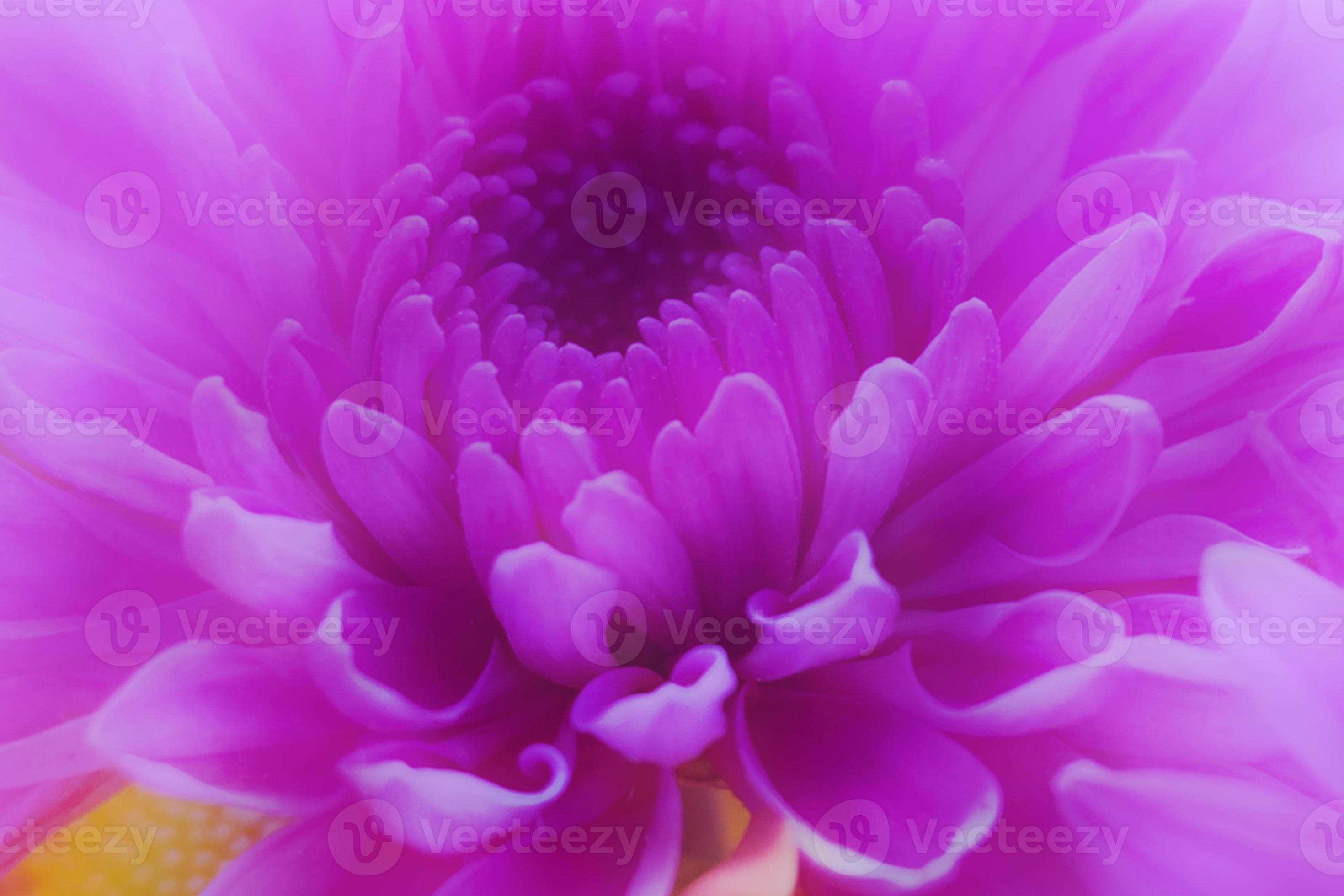 pink-violet chrysanthemum flower background. 9175779 Stock Photo at