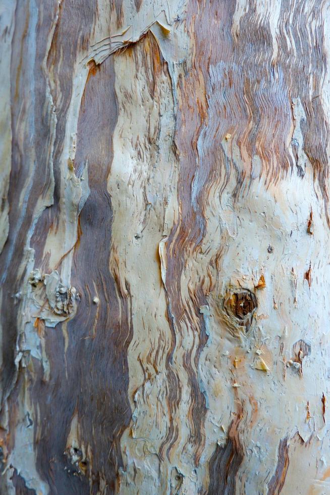 Rough texture of bark. photo